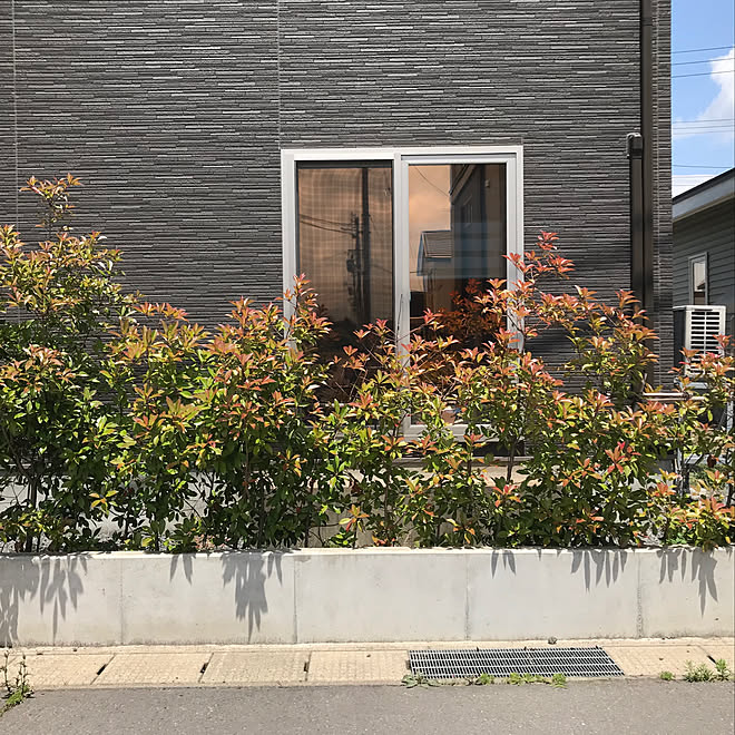 庭木 レッドロビン 生垣 玄関 入り口のインテリア実例 19 07 02 17 02 03 Roomclip ルームクリップ 庭木 レッドロビン 生垣 玄関 入り口のインテリア実例 19 07 02 17 02 03 Roomclip ルームクリップ