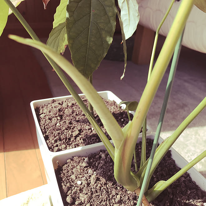 モンステラ成長記録 モンステラ増殖中 観葉植物 100均 リビングのインテリア実例 21 02 07 13 40 51 Roomclip ルームクリップ