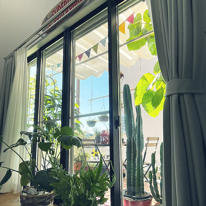 吹き抜けリビング フィカスウンベラータ カリフォルニアインテリアに憧れる 植物のある暮らし 観葉植物 などのインテリア実例 21 09 30 08 15 00 Roomclip ルームクリップ 吹き抜けリビング フィカスウンベラータ カリフォルニアインテリアに憧れる 植物のある暮らし 観葉植物 などのインテリア実例 21 09 30 08 15 00 Roomclip ルームクリップ