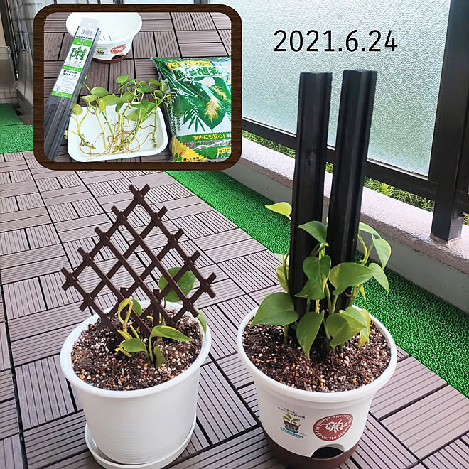 ベッド周り 観葉植物 マンション暮らし ポトス ポトスタワー などのインテリア実例 21 06 25 07 37 51 Roomclip ルームクリップ