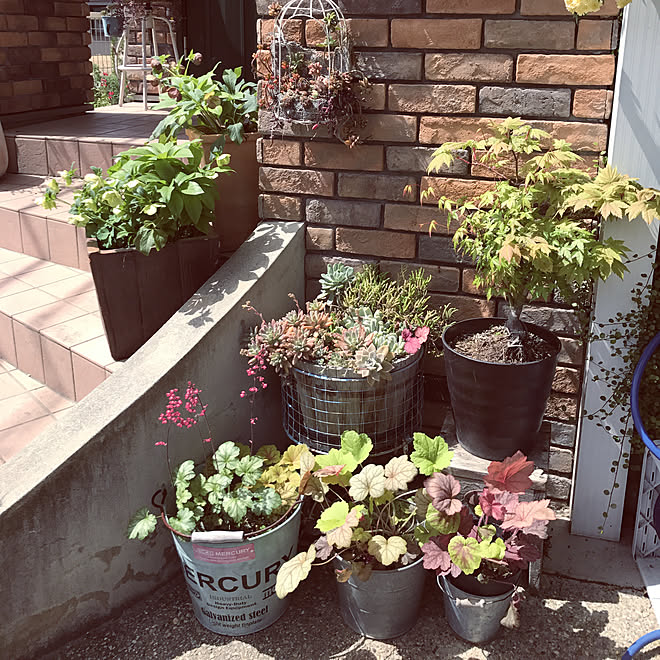 玄関 入り口 クリスマスローズ ヒューケラ もみじ 多肉植物のインテリア実例 18 04 16 13 22 53 Roomclip ルームクリップ