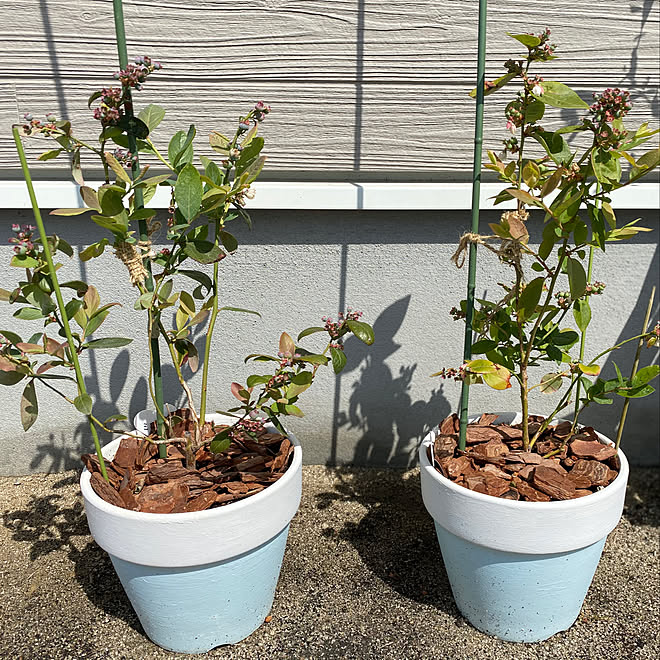ウッドチップ 鉢植えリメイク ブルーベリー鉢植え ぶるーべりー ブルーベリーの木 などのインテリア実例 21 04 11 14 10 50 Roomclip ルームクリップ