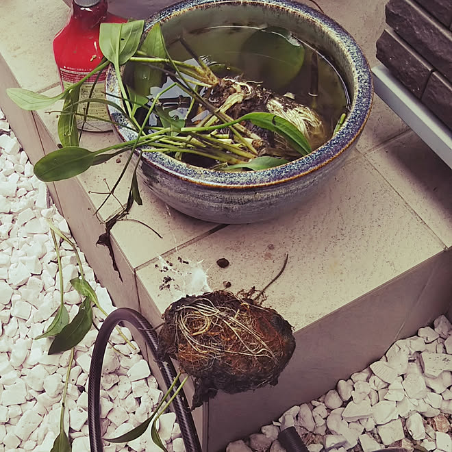 睡蓮鉢 めだか メダカ めだか食べられちゃった 犯人は などのインテリア実例 19 05 27 11 05 42 Roomclip ルームクリップ 睡蓮鉢 めだか メダカ めだか食べられちゃった 犯人は などのインテリア実例 19 05 27 11 05 42 Roomclip ルームクリップ
