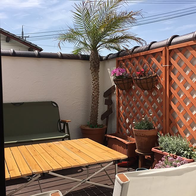 漆喰壁 ひまわり発芽中 バルコニーガーデン 観葉植物 フェニックスロベレニー などのインテリア実例 17 05 07 13 44 24 Roomclip ルームクリップ