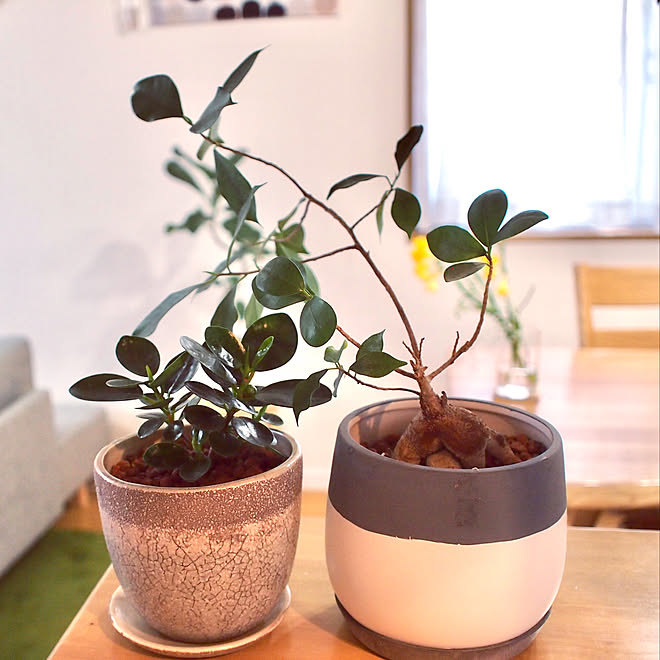 パンダガジュマル 植物のある暮らし 観葉植物のある暮らし 観葉植物 ガジュマル などのインテリア実例 21 03 27 08 23 14 Roomclip ルームクリップ