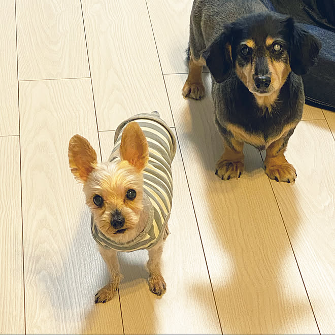 セシルがツルツル アジソン病のセシルはカットあまり行けない こどもと暮らす シニア犬と暮らす ハムスターと暮らす などのインテリア実例 21 10 02 18 27 16 Roomclip ルームクリップ セシルがツルツル アジソン病のセシルはカットあまり行けない こどもと暮らす シニア犬と暮らす ハムスターと暮らす などのインテリア実例 21 10 02 18 27 16 Roomclip ルームクリップ