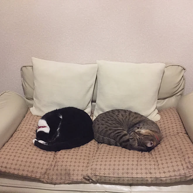 振る舞う ボア 宿泊施設 座布団 ニトリ Iuna Jp