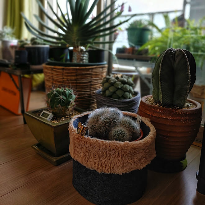 リビング わたしのハンドメイド 冬 植物 サボテン アロエプリカティリス などのインテリア実例 22 01 16 16 43 36 Roomclip ルームクリップ リビング わたしのハンドメイド 冬 植物 サボテン アロエプリカティリス などのインテリア実例 22 01 16 16 43 36 Roomclip ルームクリップ