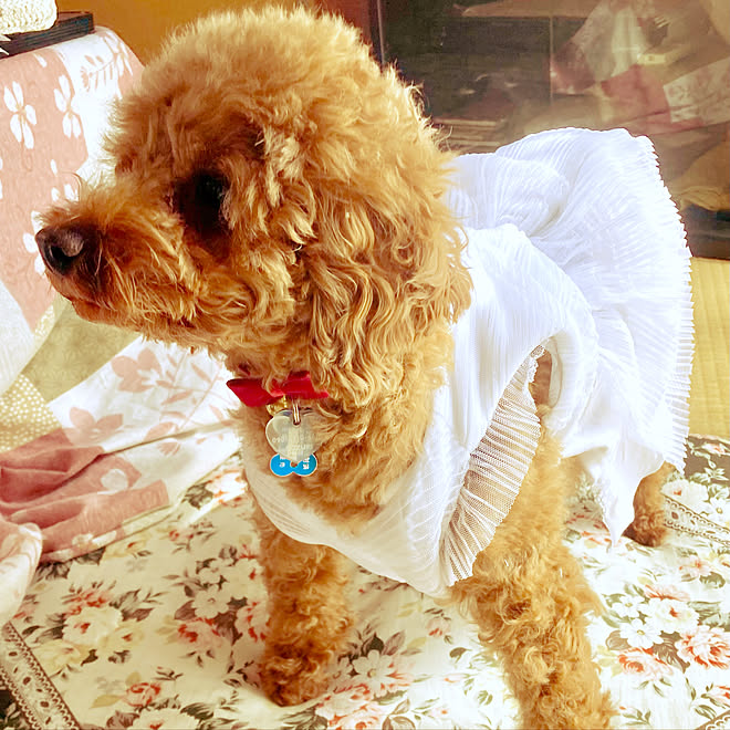 ソーイング ペットお洋服 トイプードルと暮らす トイプードル ペット手作り服 などのインテリア実例 22 03 04 12 16 18 Roomclip ルームクリップ