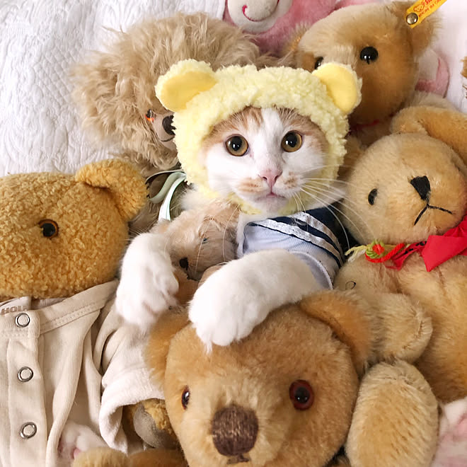 テディベア 猫のいる暮らし いつもいいねやコメントありがとう フォロワーさんに感謝 猫のいる日常 などのインテリア実例 19 07 07 31 15 Roomclip ルームクリップ テディベア 猫のいる暮らし いつもいいねやコメントありがとう フォロワーさんに感謝 猫のいる日常 などのインテリア実例 19 07 07 31 15 Roomclip ルームクリップ