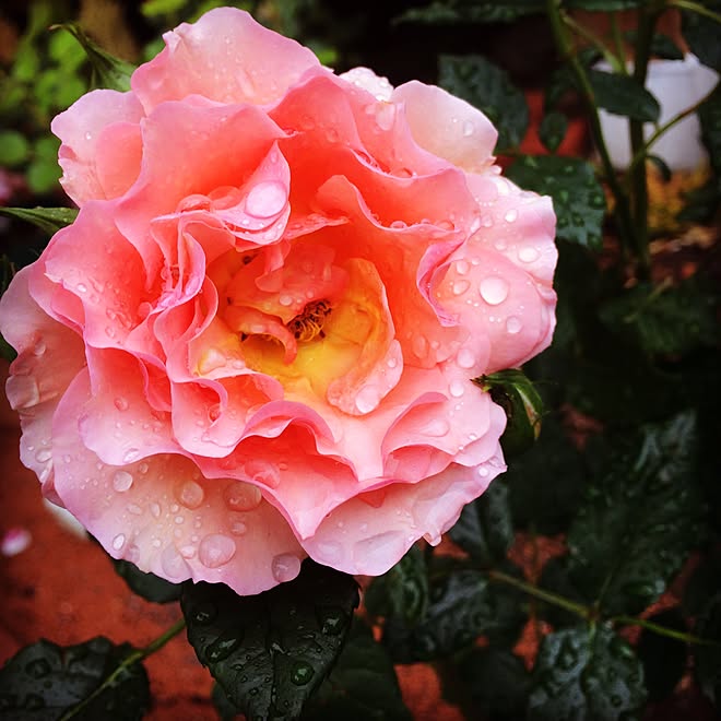 玄関 入り口 京成バラ園 杏奈 薔薇 ロザリアン などのインテリア実例 16 05 31 06 46 08 Roomclip ルームクリップ