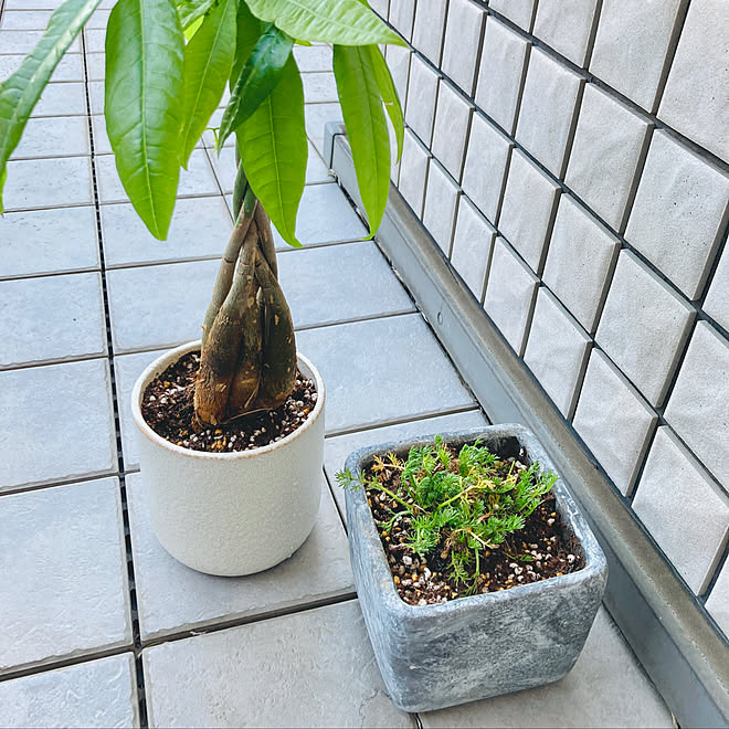 ベランダガーデン 鉢植え カモミール 引越したばかり 植え替え などのインテリア実例 22 02 27 17 14 07 Roomclip ルームクリップ