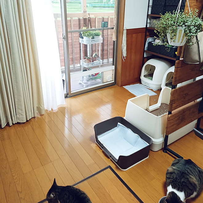 心地よい暮らし 猫と暮らす 多頭飼いの家 6ニャン 雑貨 などのインテリア実例 21 05 23 18 40 32 Roomclip ルームクリップ