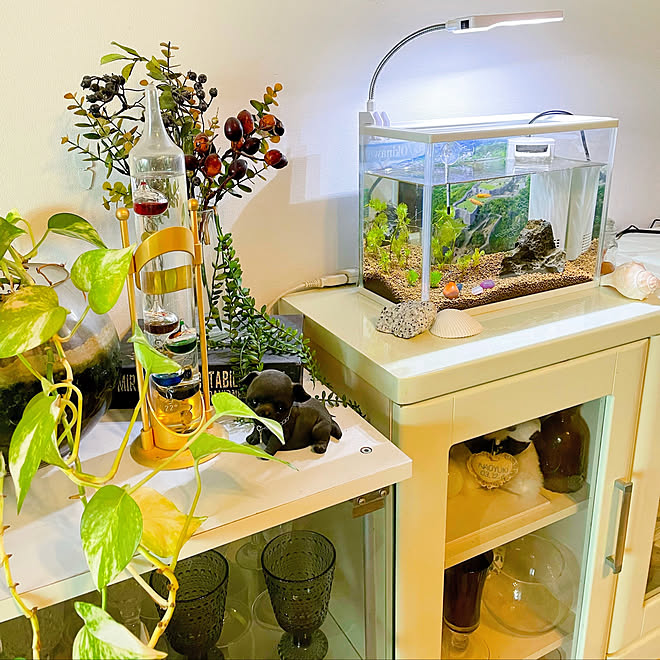 めだかちゃん めだか水槽 メダカ飼育 メダカの水槽 メダカのいる暮らし などのインテリア実例 22 07 27 14 03 26 Roomclip ルームクリップ