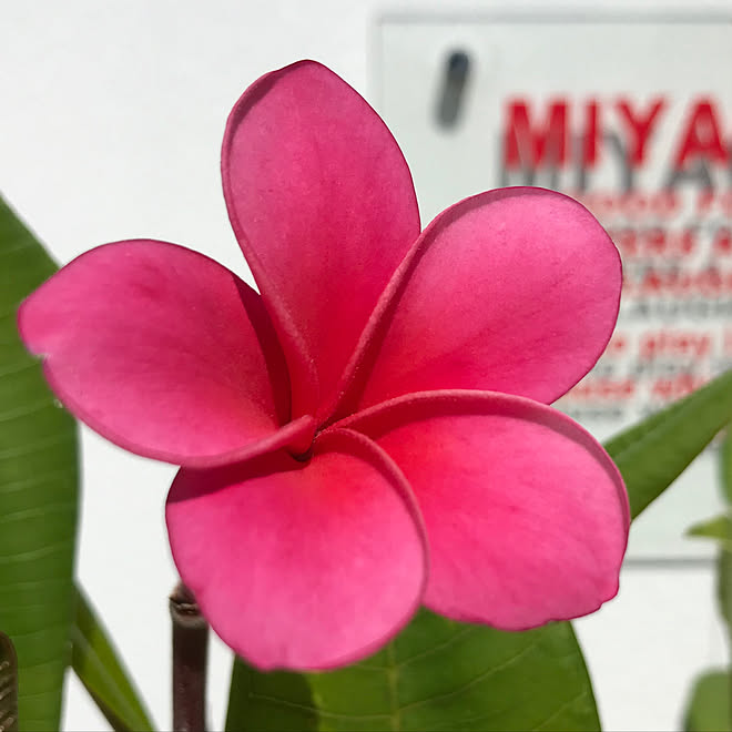 南国の花が好き プルメリア ナチュラル ガーデン 小さな庭 などのインテリア実例 19 10 06 09 44 Roomclip ルームクリップ