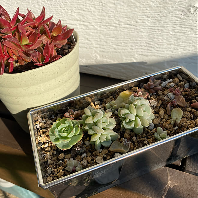 紅葉する多肉 葉押し 多肉植物 多肉植物のある暮らし 馴染むデザイン などのインテリア実例 21 10 23 12 47 51 Roomclip ルームクリップ