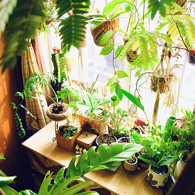 植物/観葉植物/雑貨/サボテン/多肉植物...などのインテリア実例 - 2019-04-21 07:11:09