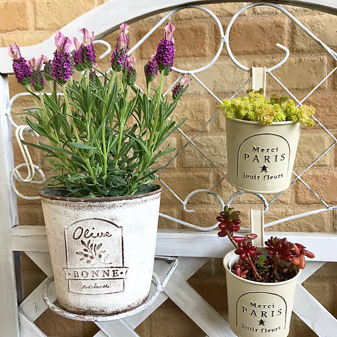 セダム ベランダ フレンチラベンダー ラベンダー ホワイトインテリア などのインテリア実例 19 04 08 14 21 59 Roomclip ルームクリップ