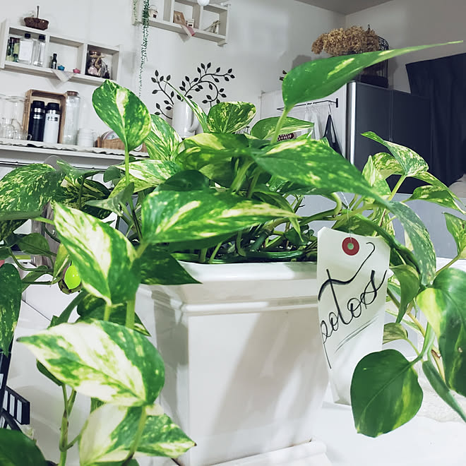 キッチン ポトス ポトスもりもり 観葉植物 観葉植物のある暮らし などのインテリア実例 03 05 03 35 Roomclip ルームクリップ