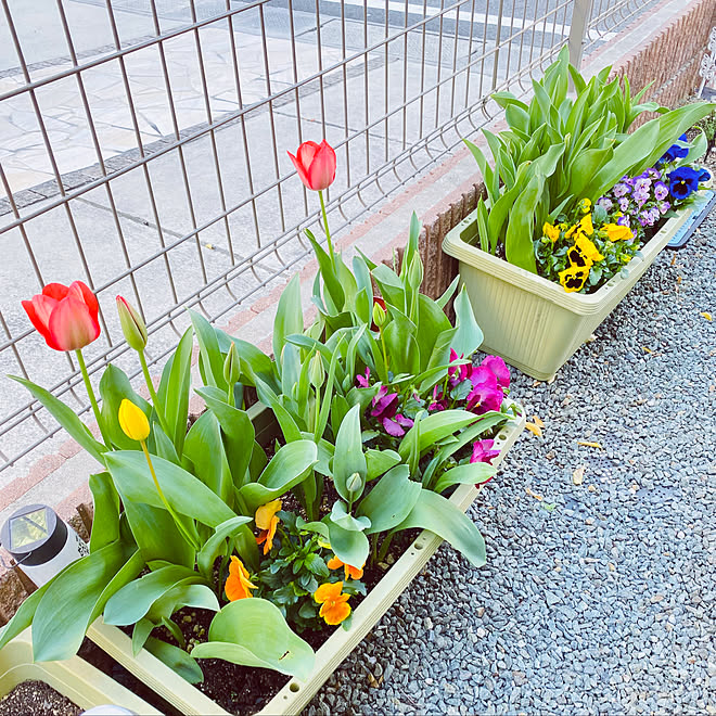 チューリップ パンジー寄せ植え 花のある暮らし ビオラ 玄関 入り口 チューリップのインテリア実例 03 23 15 29 54 Roomclip ルームクリップ