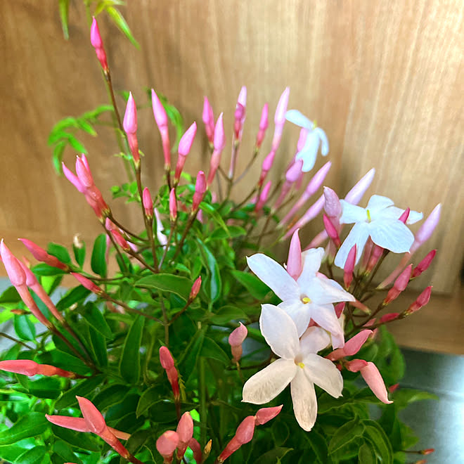 玄関 羽衣ジャスミン鉢植え 築37年 昭和の家 東西に長い家 などのインテリア実例 22 03 26 15 55 06 Roomclip ルームクリップ