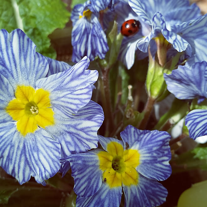玄関 入り口 プリムラポリアンサ ブルーストライプ 害虫を食べてくれるてんとう虫 ナチュラルガーデン 花のある暮らしのインテリア実例 18 03 04 14 04 21 Roomclip ルームクリップ