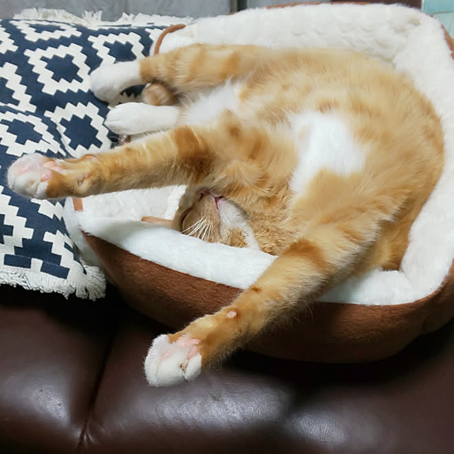リビング 愛猫 名前はとったんです 茶白トラ猫 寝相が悪いのは生まれつき などのインテリア実例 19 01 27 21 19 24 Roomclip ルームクリップ リビング 愛猫 名前はとったんです 茶白トラ猫 寝相が悪いのは生まれつき などのインテリア実例 19 01 27 21 19 24 Roomclip ルームクリップ