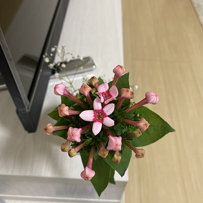 女子部屋/癒しの空間/観葉植物/ダイソー/雑貨...などのインテリア実例 - 2019-11-14 17:35:54