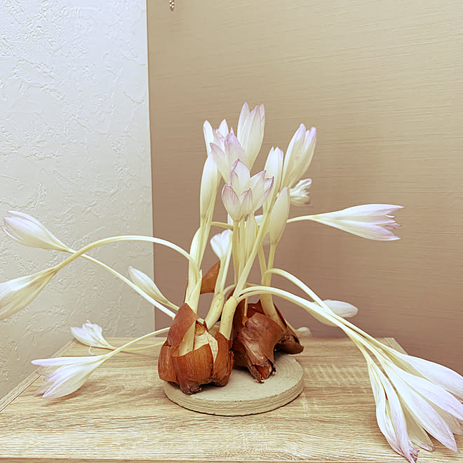 お水の要らない植物 球根インテリア コルチカム リビングのインテリア実例 19 09 26 09 54 52 Roomclip ルームクリップ