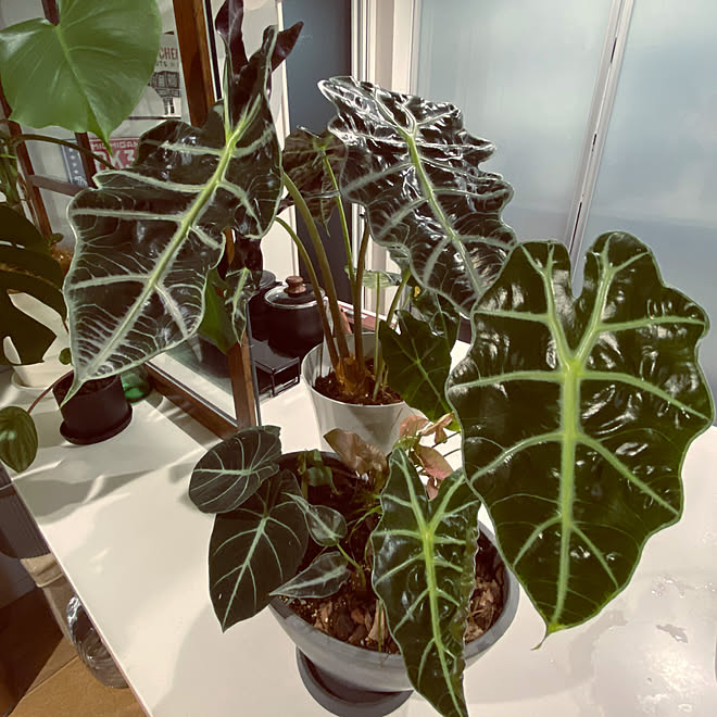 アロカシア ポリー アロカシアブラックベルベット アロカシア アマゾニカ ボタニカルインテリア 玄関 入り口のインテリア実例 22 05 12 15 45 Roomclip ルームクリップ