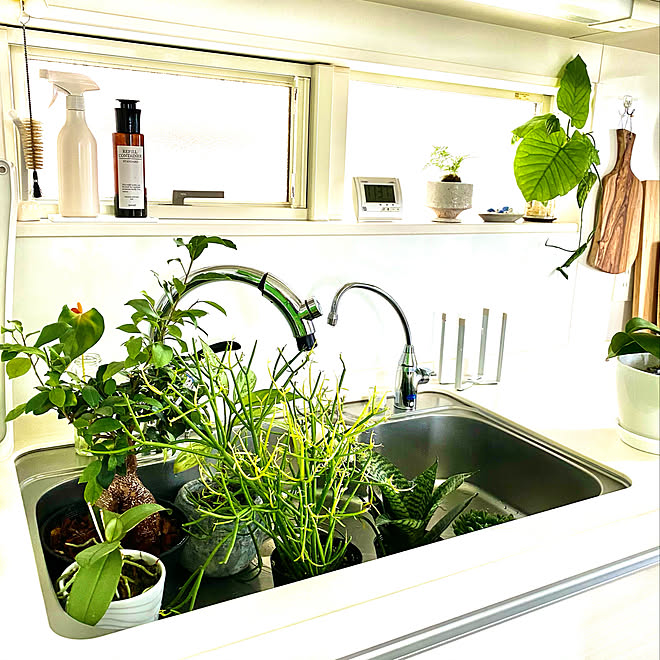 緑を楽しむ キッチンシンク 植物の水やり 観葉植物 No Green No Life などのインテリア実例 11 13 58 Roomclip ルームクリップ 緑を楽しむ キッチンシンク 植物の水やり 観葉植物 No Green No Life などのインテリア実例 11 13 58 Roomclip ルームクリップ