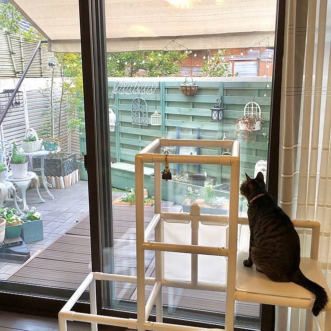 ねこのいる暮らし ジャングルジム キャットタワー代わり 猫と暮らす ウッドフェンス などのインテリア実例 22 03 02 15 28 59 Roomclip ルームクリップ