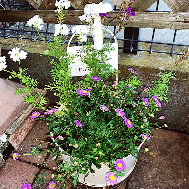 ブラキカム ブラスコバイオレット 宿根草バーベナ 庭 注文住宅 花のある暮らし などのインテリア実例 21 06 07 11 07 21 Roomclip ルームクリップ