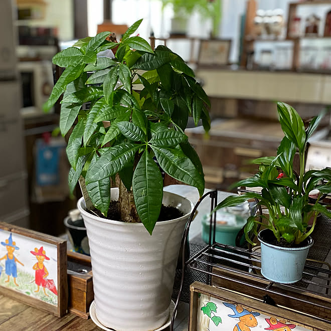 パキラちゃん パキラ成長中 パキラ 観葉植物のある暮らし 観葉植物 などのインテリア実例 21 06 24 09 54 10 Roomclip ルームクリップ パキラちゃん パキラ成長中 パキラ 観葉植物のある暮らし 観葉植物 などのインテリア実例 21 06 24 09 54 10 Roomclip ルームクリップ