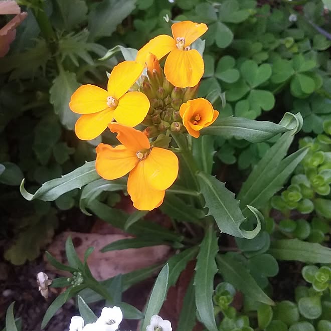 部屋全体 ウォールフラワー 鮮やか 春ﾟ 庭の花 などのインテリア実例 17 04 10 45 23 Roomclip ルームクリップ