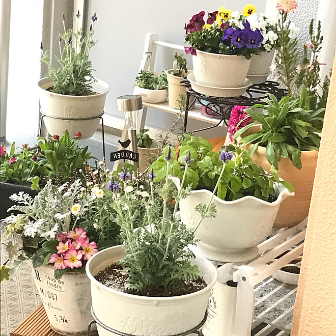 玄関 入り口 カインズホーム キツキツのビオラ リースラベンダー 花かんざし寄せ植え などのインテリア実例 18 03 11 17 34 13 Roomclip ルームクリップ