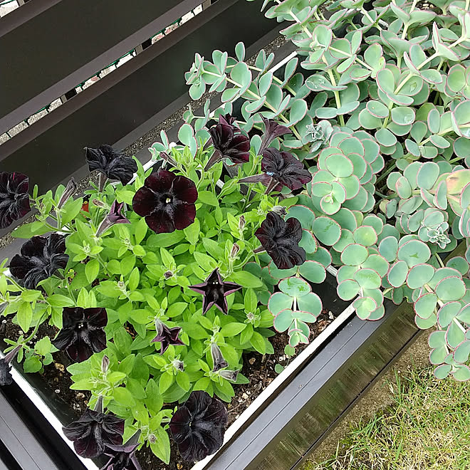 玄関 入り口 いいね いつもありがとうございます コメントお気遣いなく フォローありがとうございます ペチュニア などのインテリア実例 21 06 15 07 05 26 Roomclip ルームクリップ