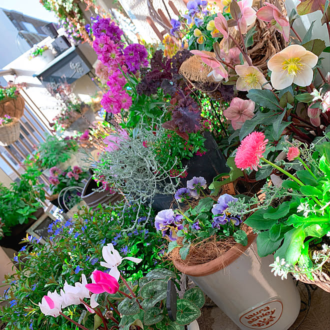 冬のお花 ベランダのお花 ベランダガーデニング ベランダ 暮らしを変えたもの などのインテリア実例 02 05 18 42 03 Roomclip ルームクリップ