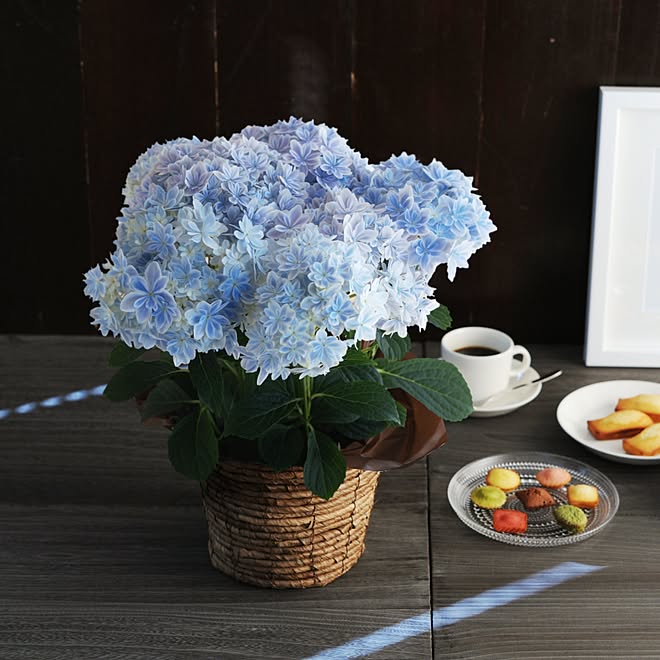 紫陽花 母の日 母の日プレゼント あじさい アンジェのお花屋さん などのインテリア実例 17 04 27 16 18 16 Roomclip ルームクリップ