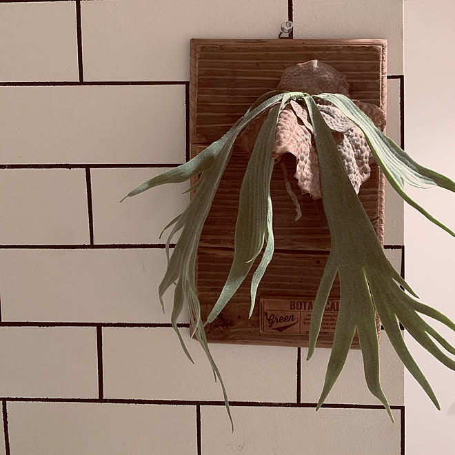 after/ハンドメイド/DIY/フェイクグリーン/バス/トイレのインテリア実例 - 2019-11-23 18:12:34
