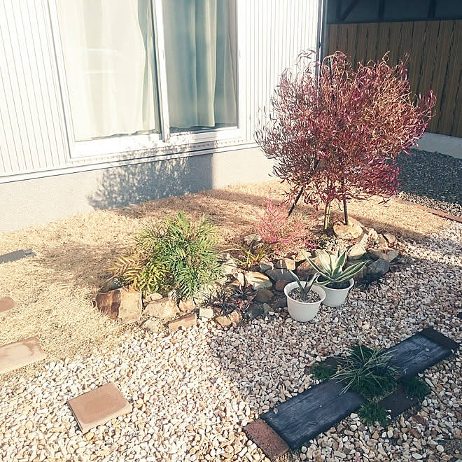 玄関 入り口 ロックガーデン風の庭 ドライガーデンにしたい 観葉植物のある暮らし ドドナエアのインテリア実例 19 12 25 09 50 22 Roomclip ルームクリップ