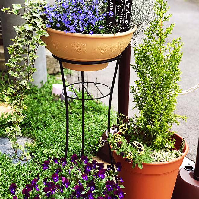 玄関 入り口 青い花 カフェ風 鉢植え 大阪 などのインテリア実例 18 05 22 09 02 31 Roomclip ルームクリップ