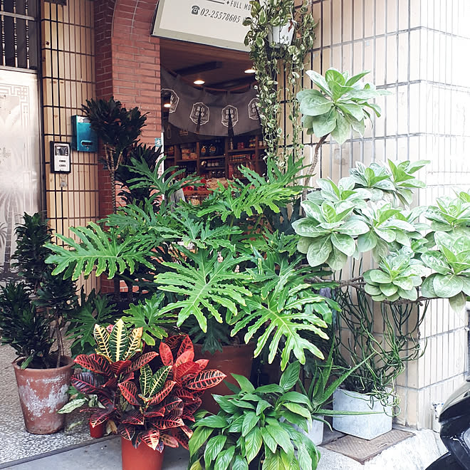 壁 天井 台湾旅行 19 12 12 観葉植物のインテリア実例 19 12 12 23 22 Roomclip ルームクリップ 壁 天井 台湾旅行 19 12 12 観葉植物のインテリア実例 19 12 12 23 22 Roomclip ルームクリップ