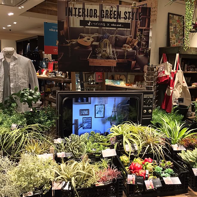 フェイクグリーン イオンモール京都桂川 いなざうるす屋さんニコアンド Nico And いなざうるす屋さんのインテリア実例 16 04 06 31 05 Roomclip ルームクリップ フェイクグリーン イオンモール京都桂川 いなざうるす屋さんニコアンド Nico And いなざうるす屋さんのインテリア実例 16 04 06 31 05 Roomclip ルームクリップ