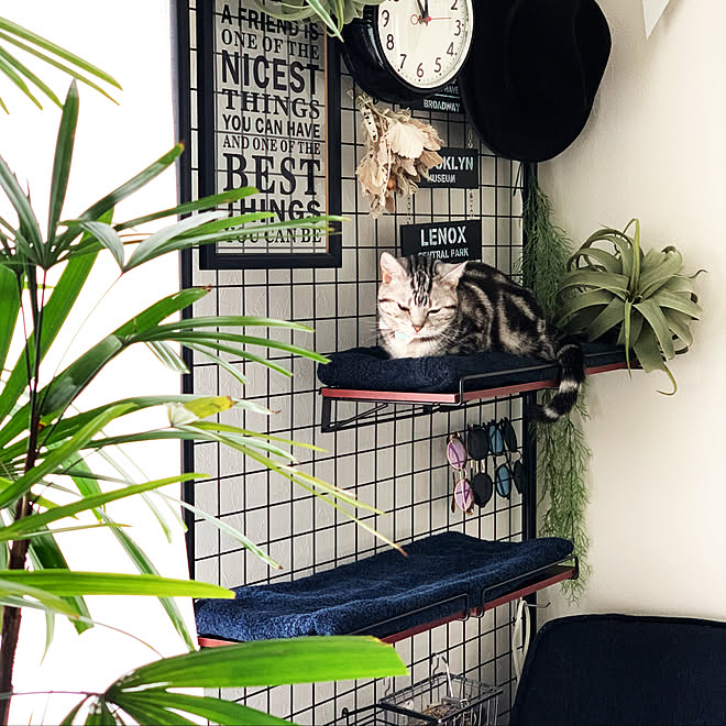 マンチカン キャットウォーク ワイヤーネット 突っ張り棚 猫 などのインテリア実例 03 04 19 32 45 Roomclip ルームクリップ