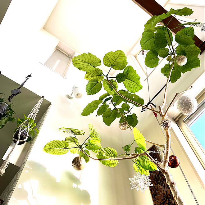 ウンベラータ 狭小を楽しむ 狭小3階建 観葉植物 クリスマス などのインテリア実例 11 16 19 53 44 Roomclip ルームクリップ ウンベラータ 狭小を楽しむ 狭小3階建 観葉植物 クリスマス などのインテリア実例 11 16 19 53 44 Roomclip ルームクリップ