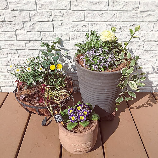 玄関 入り口 ガーデニング 春の寄せ植え すっきり暮らしたい シンプルナチュラルのインテリア実例 19 02 26 14 52 57 Roomclip ルームクリップ