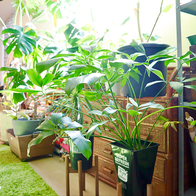 窓辺のグリーン 鉢スタンド スリーコインズ スリコ 癒し などのインテリア実例 22 08 02 15 27 32 Roomclip ルームクリップ