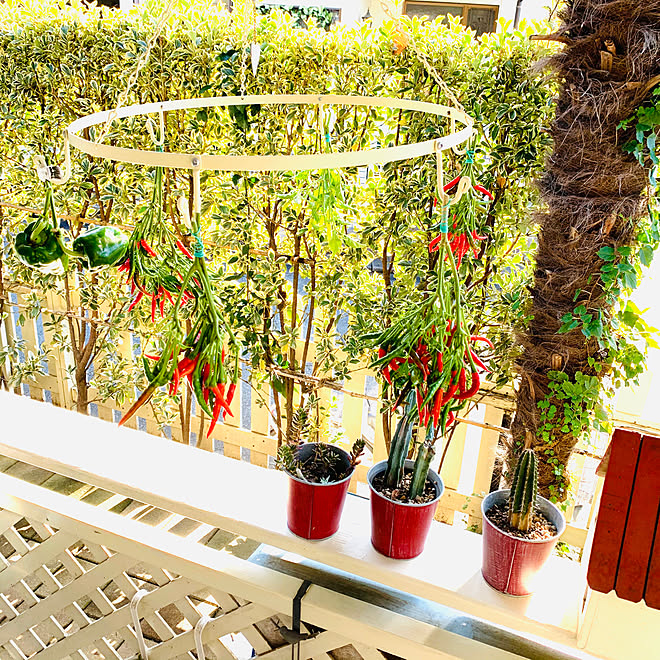 冬支度 唐辛子も自家栽培 いいね ありがとうございます 唐辛子ドライ カインズスチール などのインテリア実例 19 11 05 08 54 29 Roomclip ルームクリップ