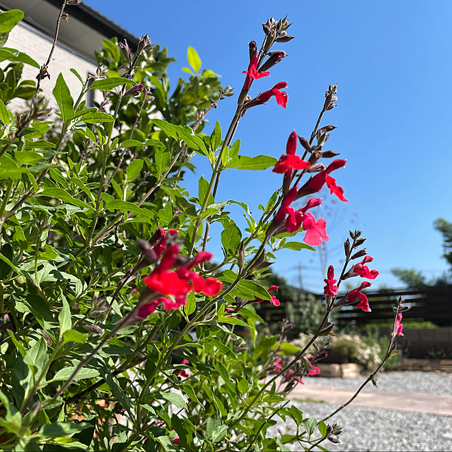 チェリーセージかな 花壇diy 庭リフォーム 写真と場所があってないわ 花 などのインテリア実例 21 10 08 11 09 01 Roomclip ルームクリップ